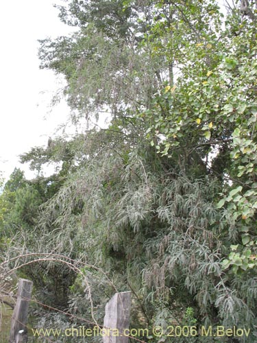 Bild von Sophora cassioides (Pelú / Mayu-monte / Pilo). Klicken Sie, um den Ausschnitt zu vergrössern.